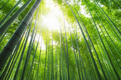 Bamboo: A Sustainable, Eco Friendly Choice - good for you - good for our planet!
