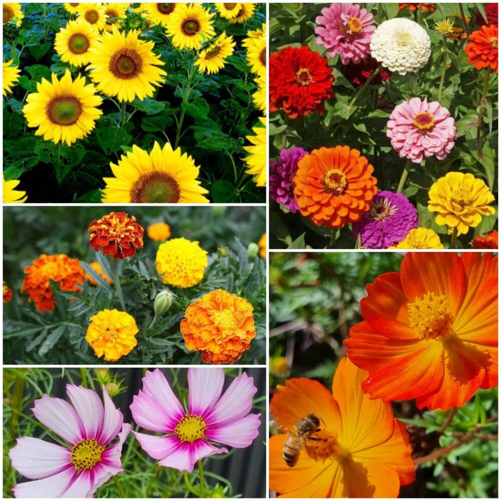 world flower seeds Welcome to the World